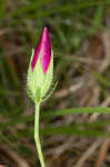 Woodland poppymallow